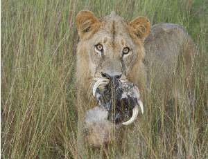 Big Cats and More! Experience an Amazing African Photo Safari
